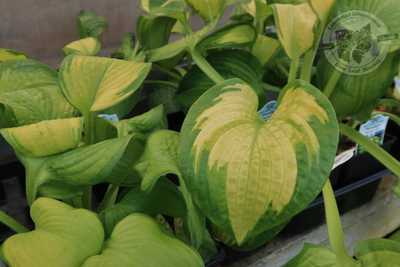 Hosta Paradigm Plantain Lily (quart perennial) $11.99