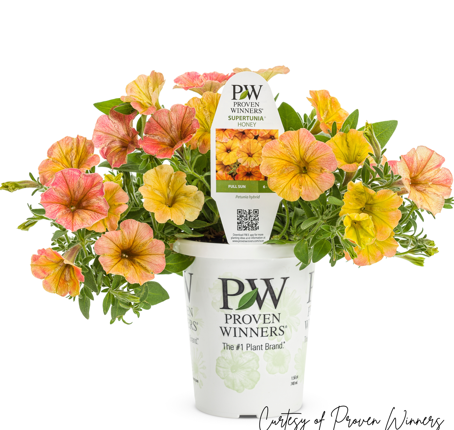 Petunia Honey PW Supertunia (quart pot)