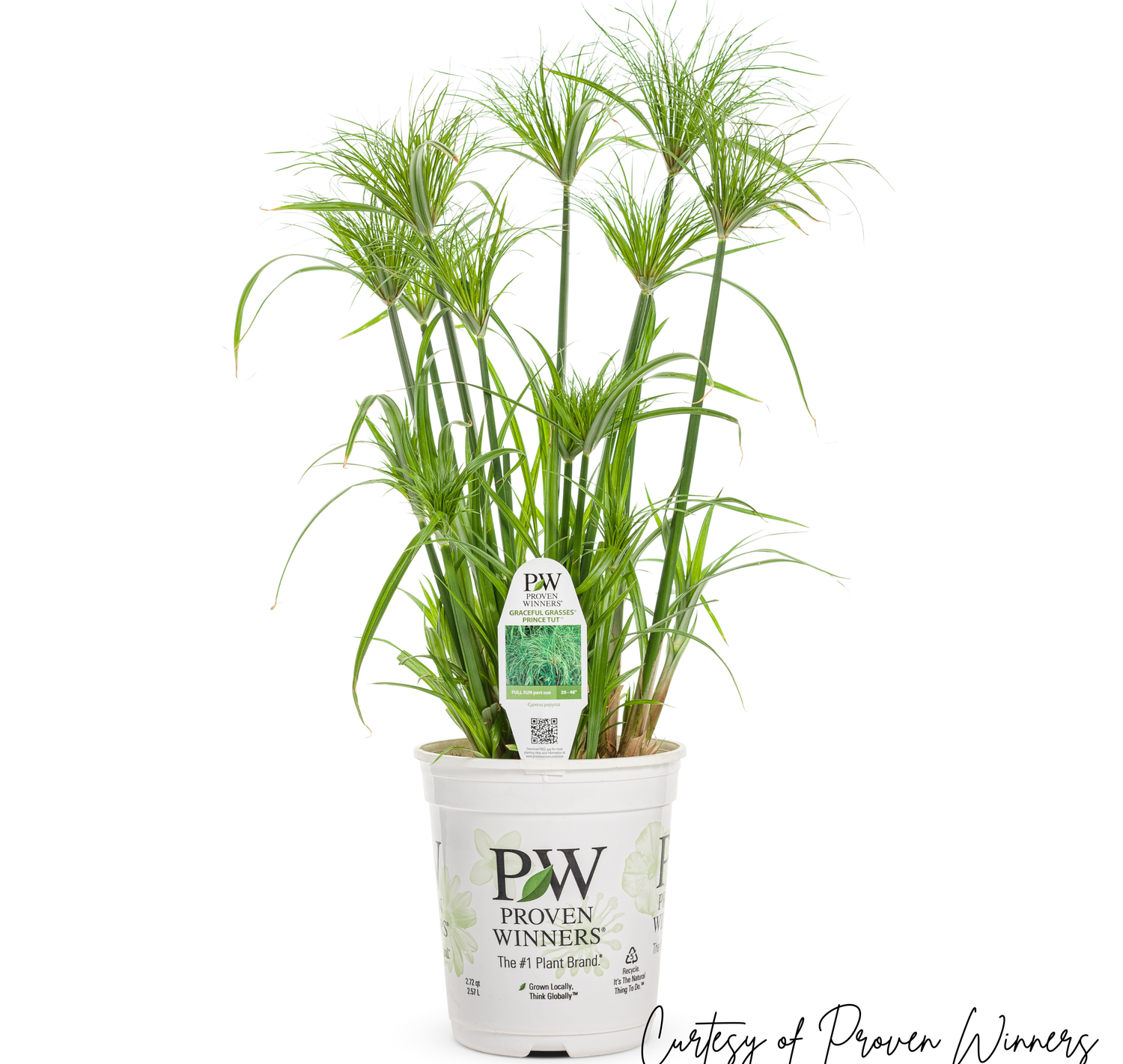 Grass Prince Tut PW (gallon pot) $11.99