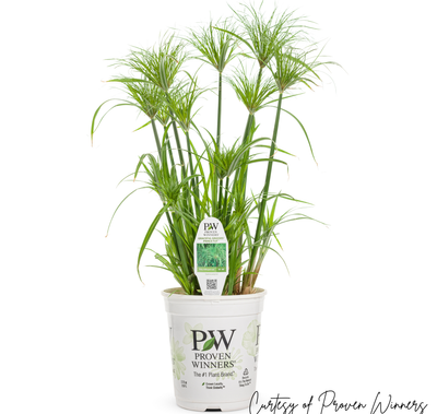 PW Grass Prince Tut (gallon pot) $9.99