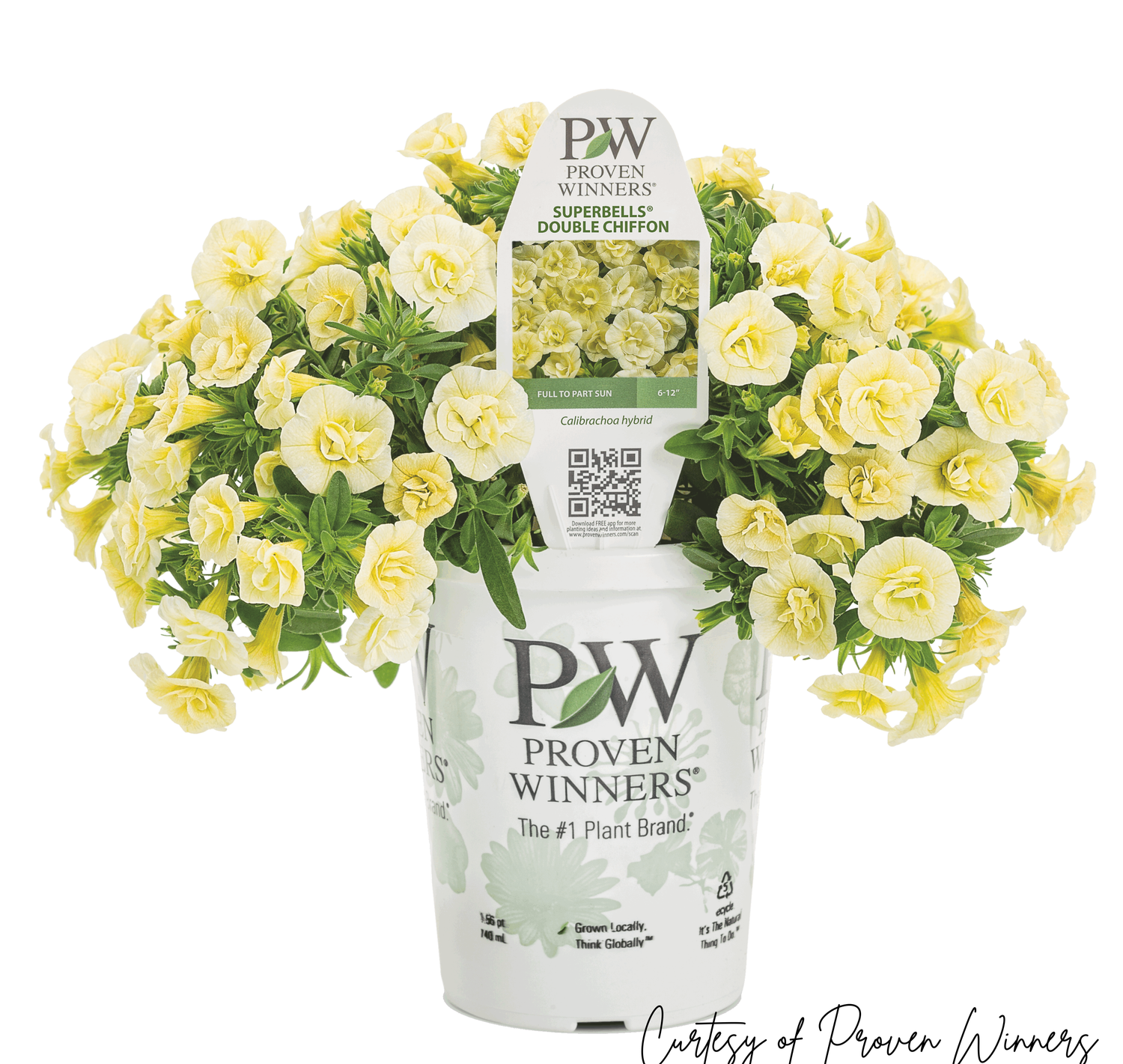 Calibrachoa Million Bells Double Chiffon PW Superbells (quart pot)