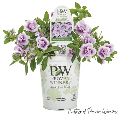 Calibrachoa Million Bells Double Twilight PW Superbells (quart pot)