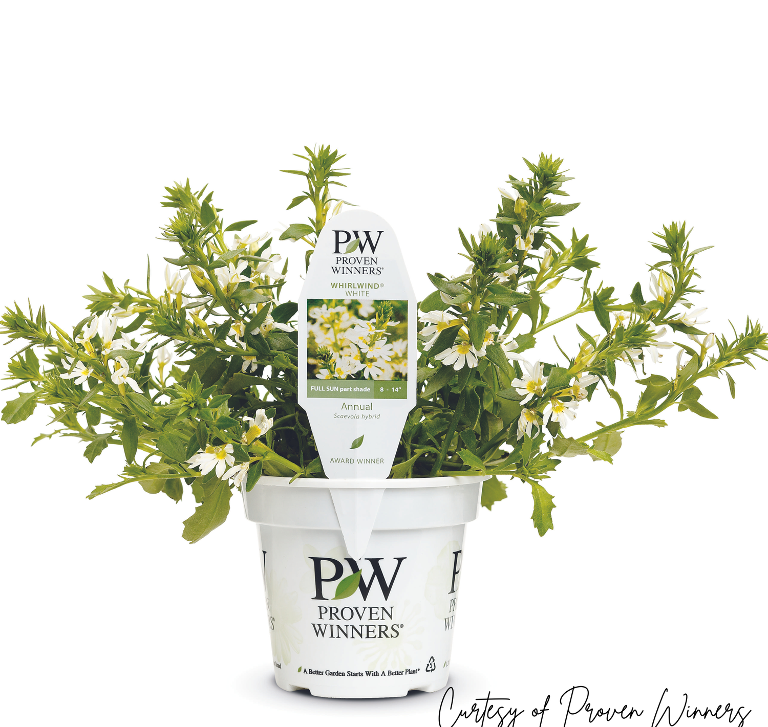 Scaevola Whirlwind WHITE PW (quart pot)
