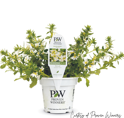 Scaevola Whirlwind WHITE PW (quart pot)