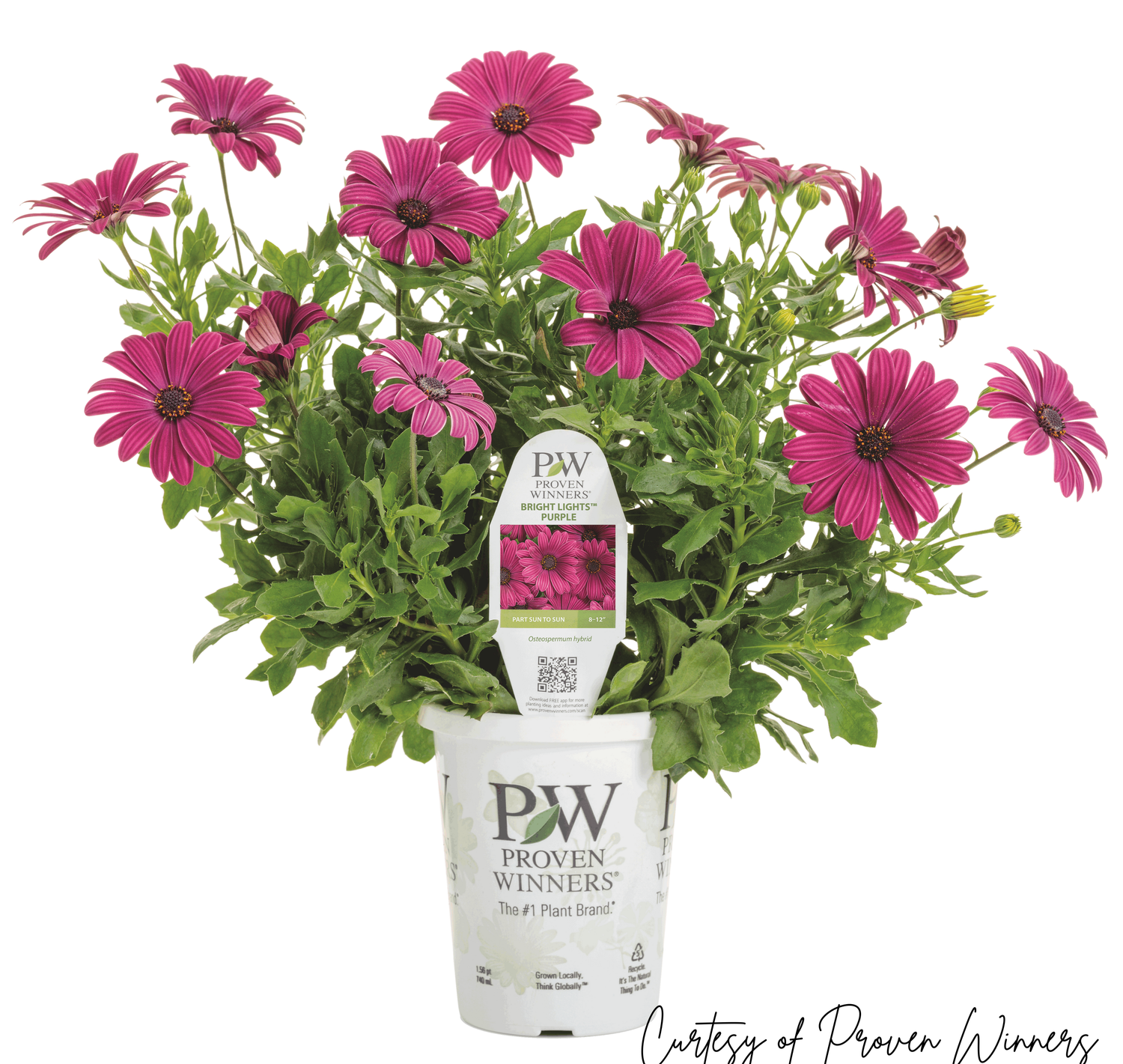 Osteospermum Bright Lights PURPLE Daisy PW (quart pot)