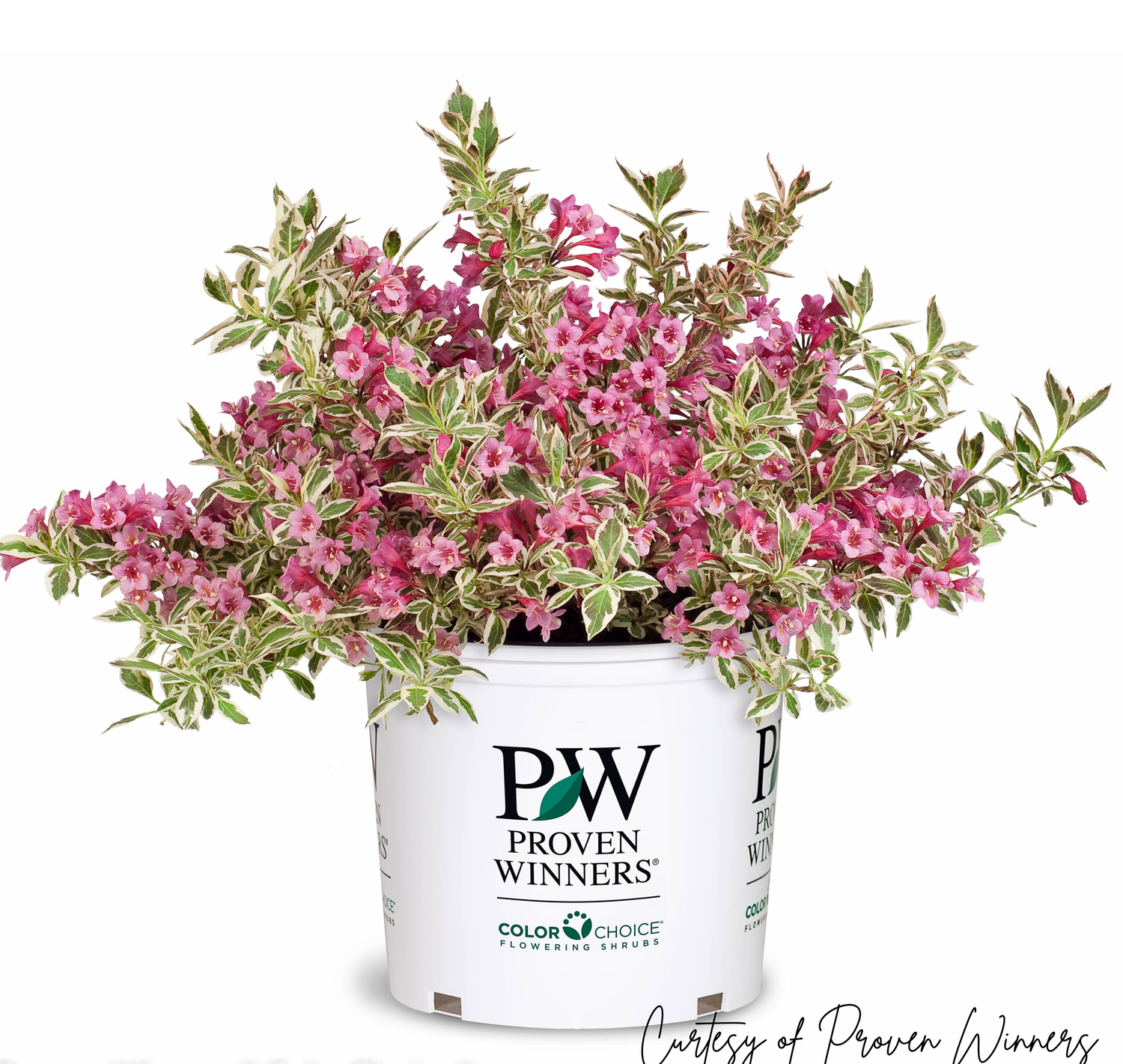Weigela My Monet PW (2 gallon) $59.99 Weigela My Monet PW (2 gallon) $59.99