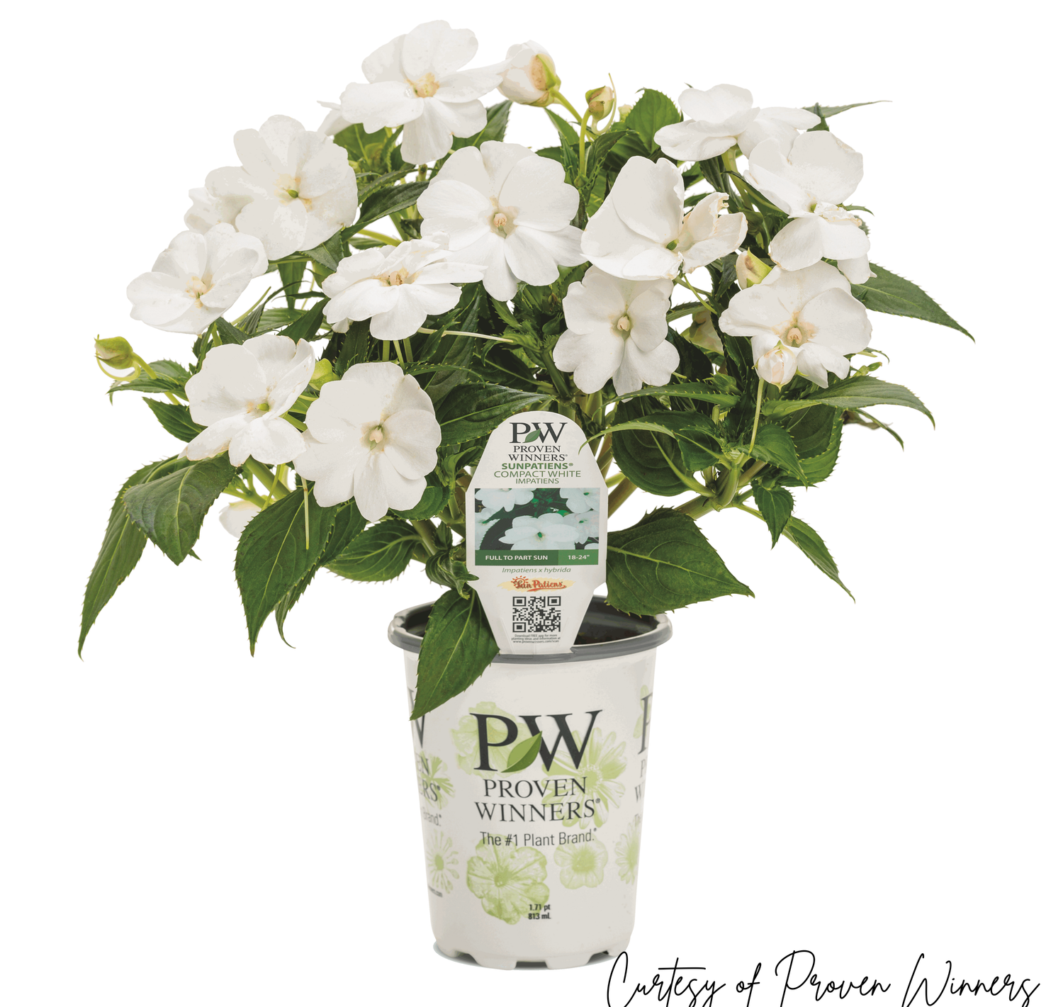 SunPatiens Compact Classic White PW (quart pot)