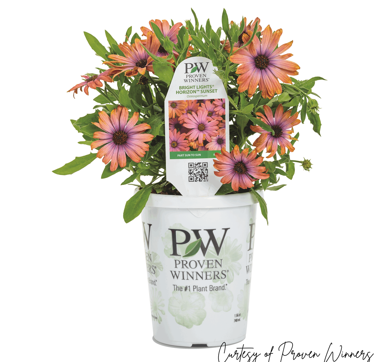 Osteospermum Bright Lights Horizon SUNSET Daisy PW (quart pot)
