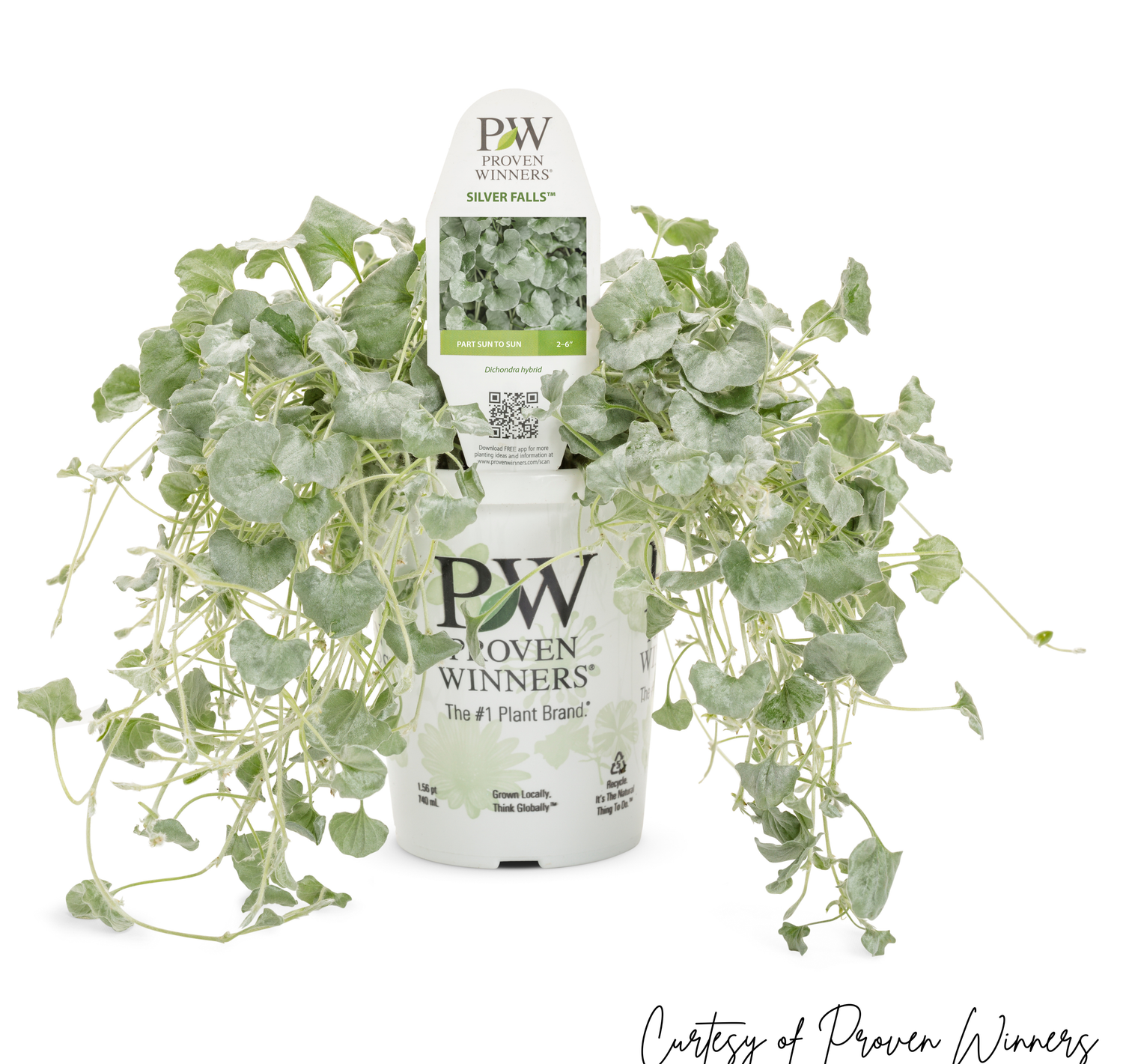 Dichondra Silver Falls PW (quart pot)