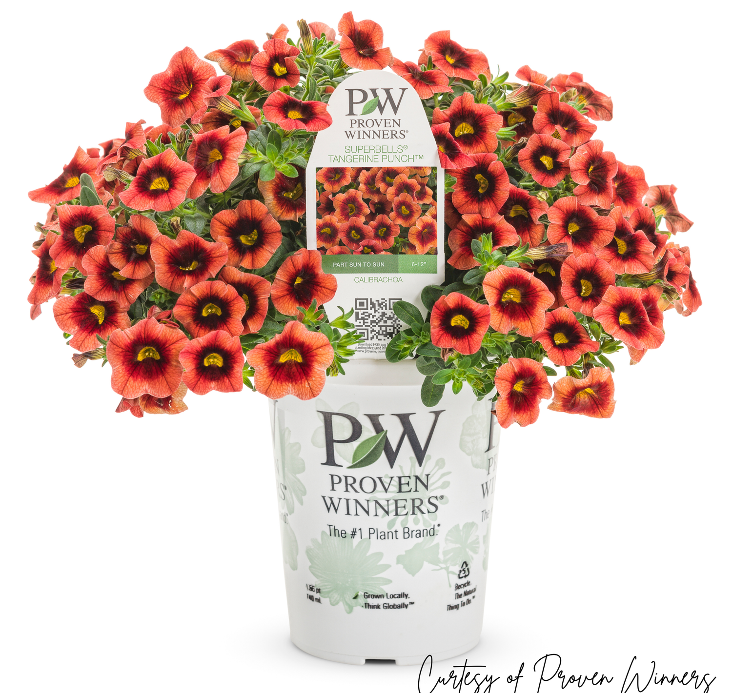 Calibrachoa Million Bells Tangerine Punch PW Superbells (quart pot)