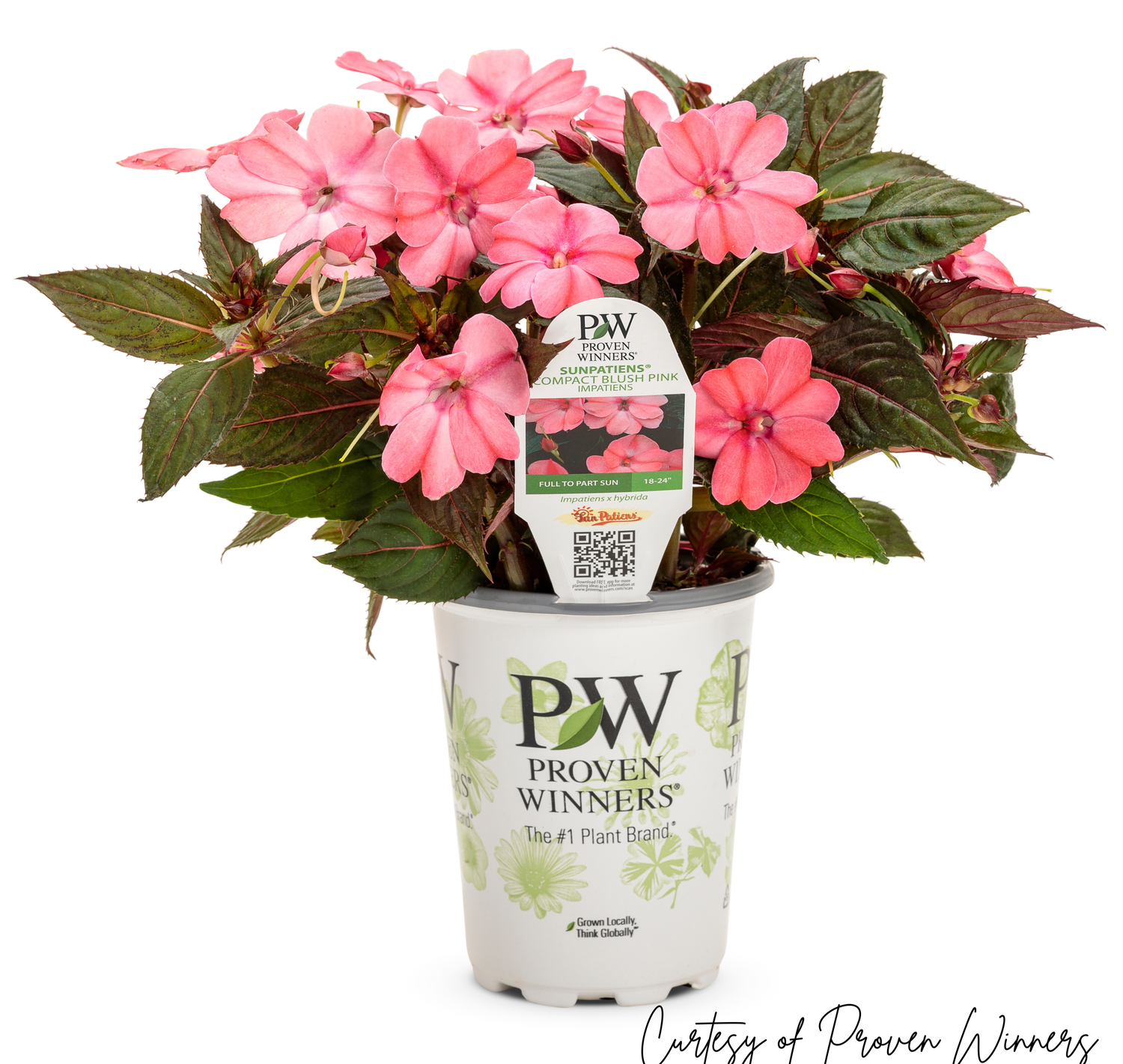 SunPatiens Compact BLUSH Pink PW (quart pot)