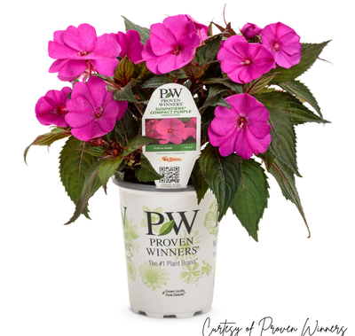 SunPatiens Compact Purple PW (quart pot)