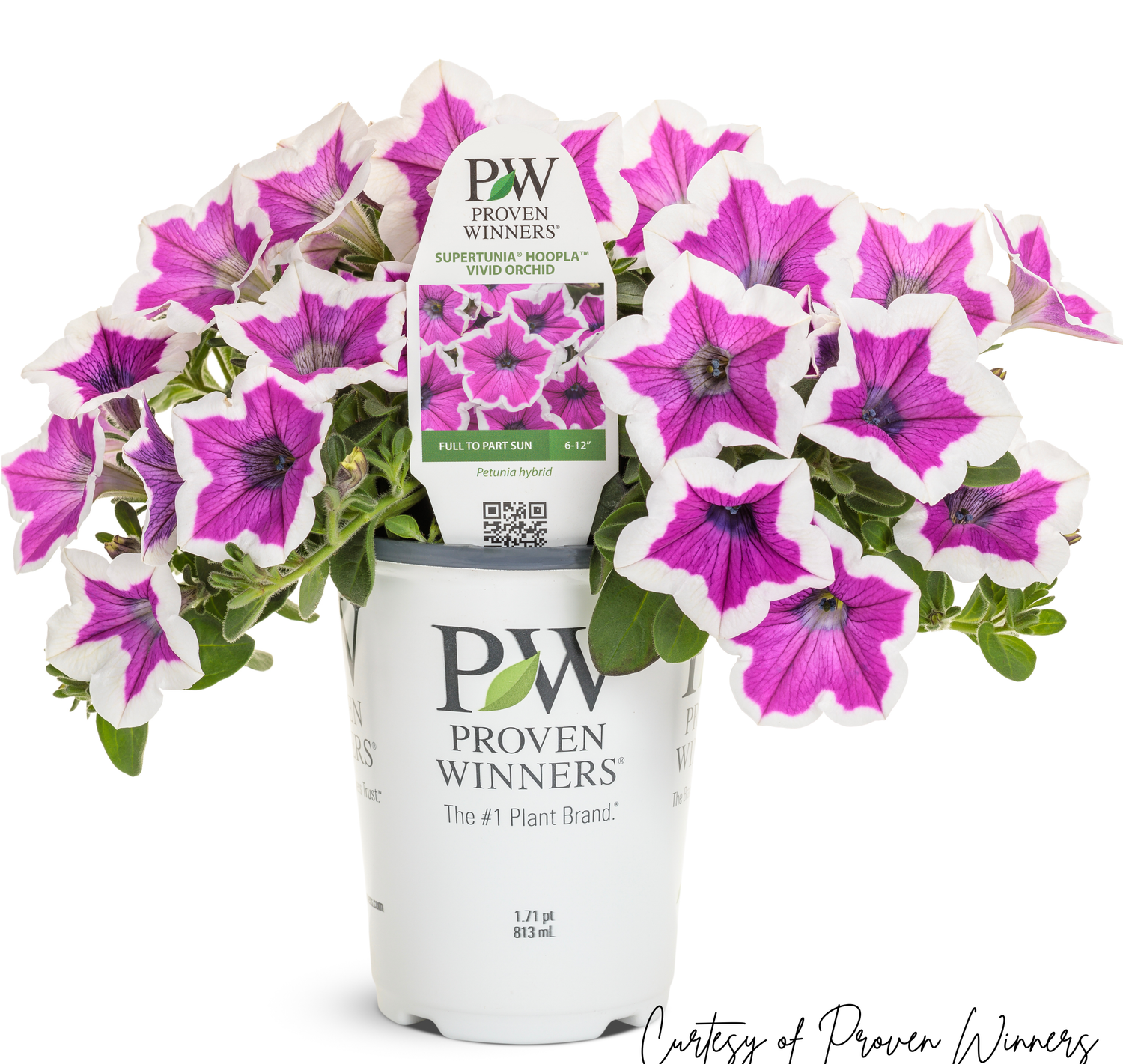 Petunia Hoopla Vivid Orchid PW Supertunia (quart pot)