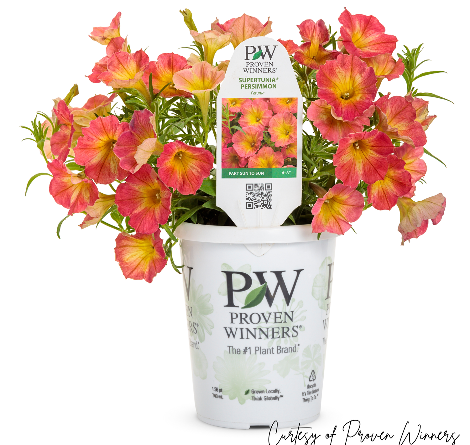 Petunia Persimmon PW Supertunia (quart pot)