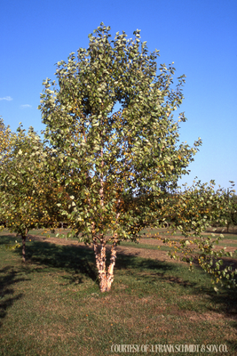 Birch River Heritage Clump (15 gallon) $199.99