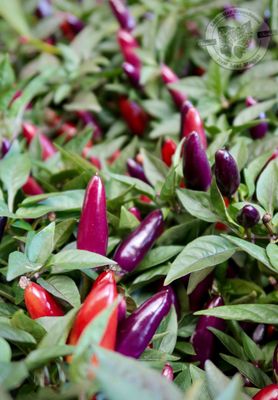 Fall Ornamental Pepper (quart pot) $9.99
