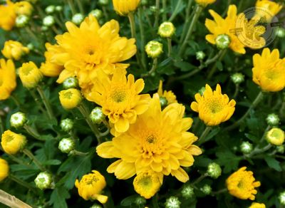 Mum Beach Yellow Vitamum (9&quot; pot)