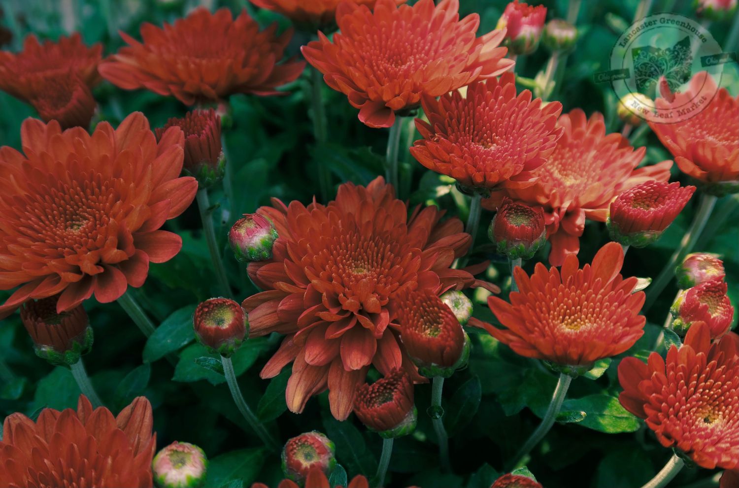 Mum Apple Cider Sunbeam (9&quot; pot)