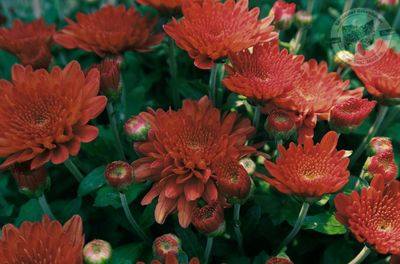 Mum Apple Cider Sunbeam (9&quot; pot)