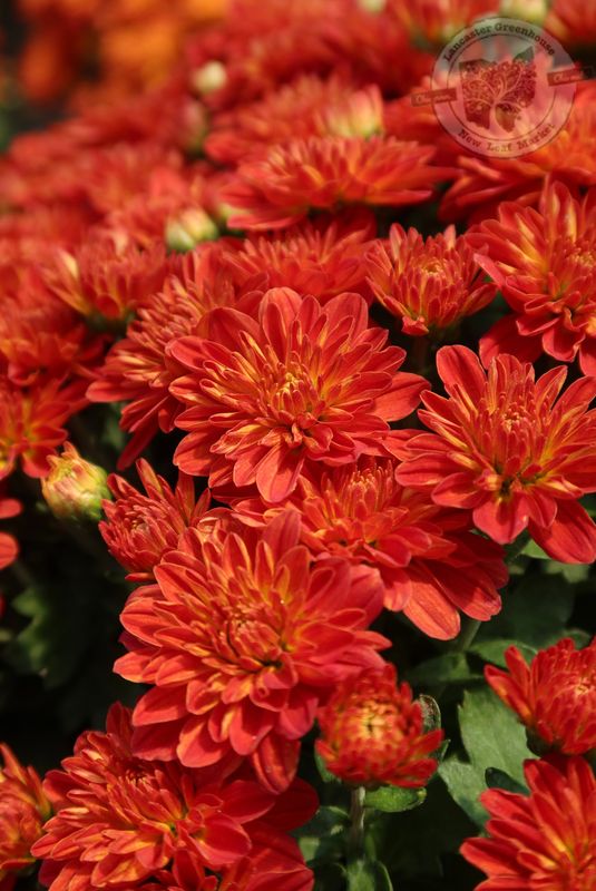 Mum Sunblaze Flame (9" pot)