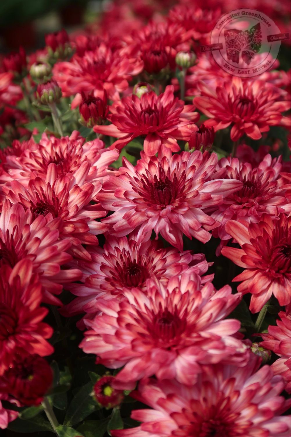 Mum Strawberry Ice (9&quot; pot)