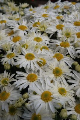 Mum Edith White (9&quot; pot)