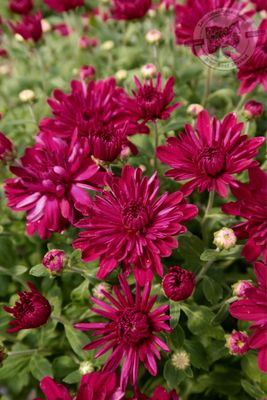 Mum Lucky Purple (9&quot; pot)