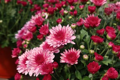 Mum Lively Pink Bicolor Vitamum (9&quot; pot)