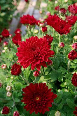 Mum Chili Red Vitamum (9&quot; pot)
