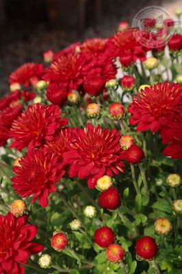Mum Hestia Hot Red (9&quot; pot)