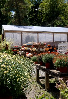 Pumpkins, Gourds &amp; Squash