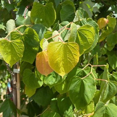 Redbud Rising Sun (7 gallon) $249.99