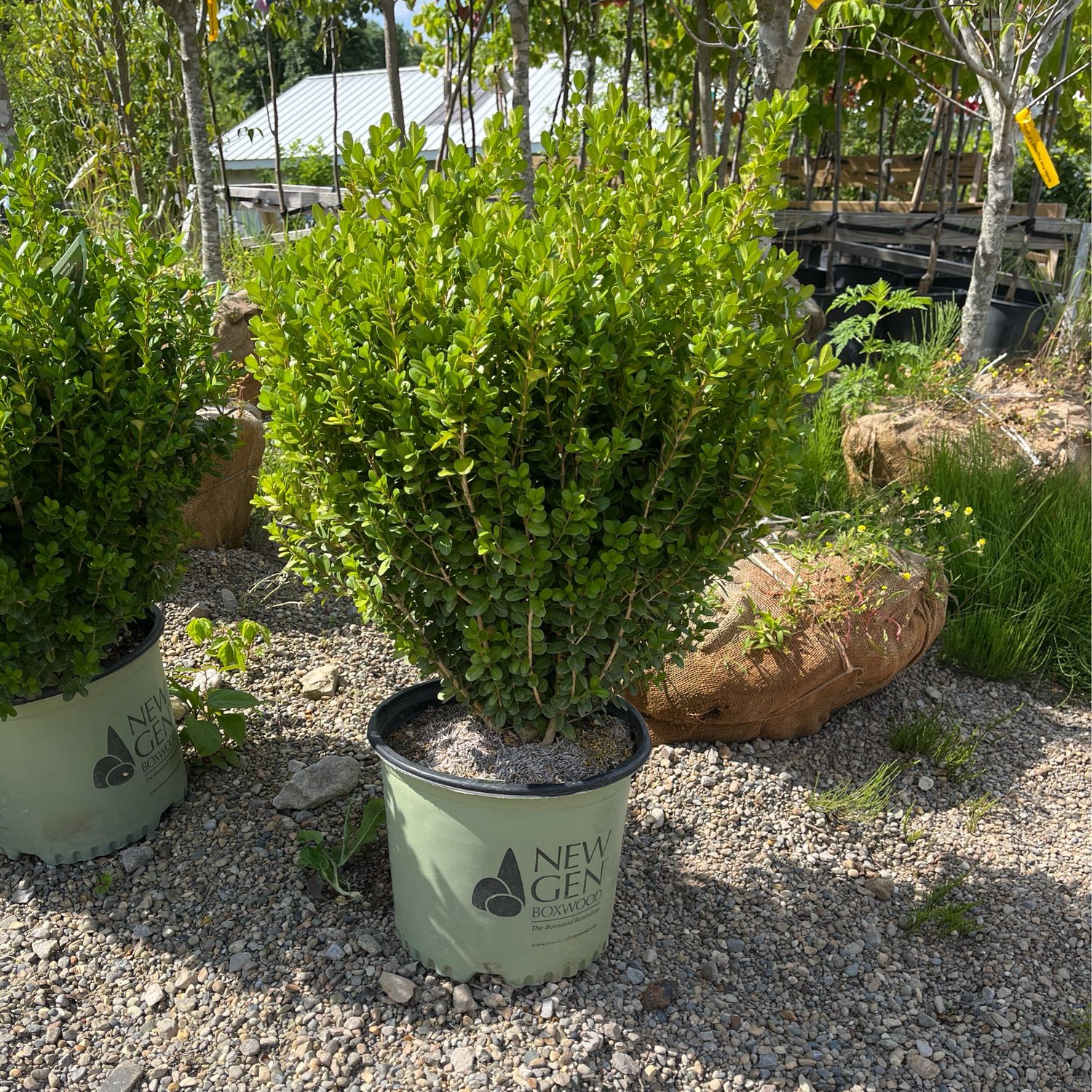 Boxwood NewGen FREEDOM (3 gallon) $59.99