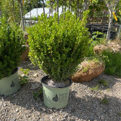Boxwood NewGen FREEDOM (3 gallon) $59.99