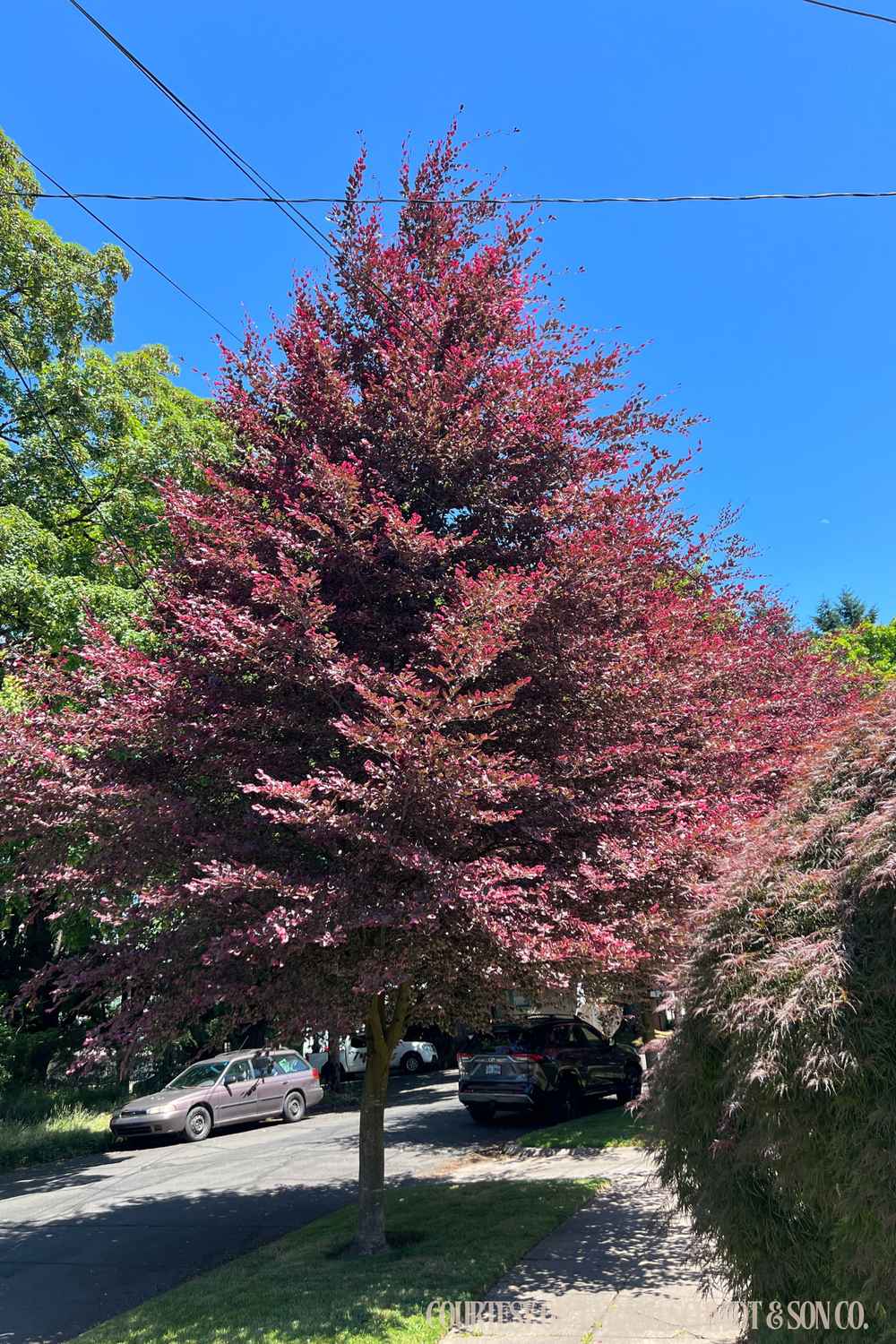 Beech Tricolor Roseomarginata (20 gallon 7-8&#39;) $299.99