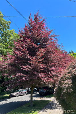 Beech Tricolor Roseomarginata (20 gallon 7-8') $299.99