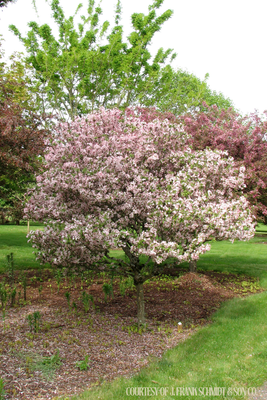 Crabapple Coralburst Coralcole Malus (10 gallon) $229.99