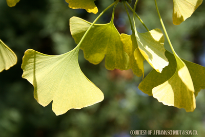 Ginkgo Princeton Sentry (7 gallon) $199.99