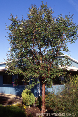 Maple Paperbark (20 gallon) $349.99
