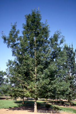 Oak Shumard (10 gallon) $159.99