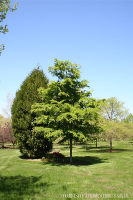 Elm Accolade Ulmus davidiana Morton (15 gallon) $279.99