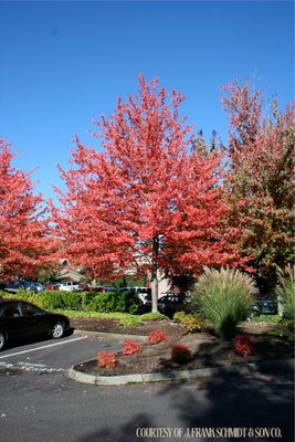 Maple Red Sunset (25 gallon) $279.99