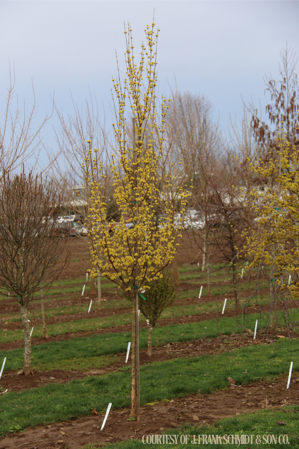 Dogwood Cornus Mas Saffron Sentinel (5 gallon) $169.99