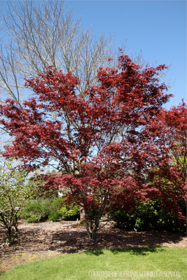Maple Japanese Bloodgood (10  gallon) $299.99