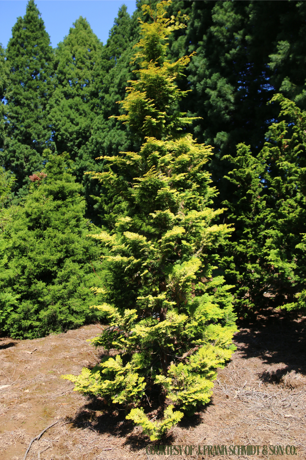 Chamaecyparis obtusa aurea Golden Hinoki (5&#39; b/b) $249.99