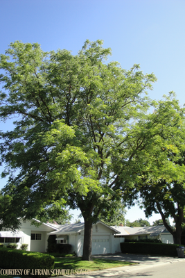 Kentucky Coffee Espresso Gymnocladus dioicus (10 gallon) $259.99