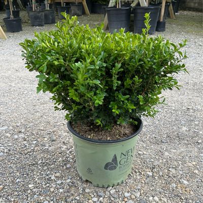 Boxwood NewGen INDEPENDENCE (3 gallon) $59.99