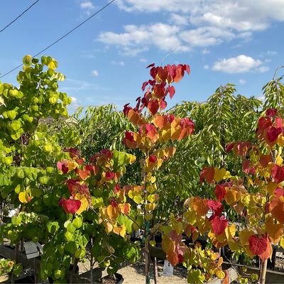 Ornamental Trees