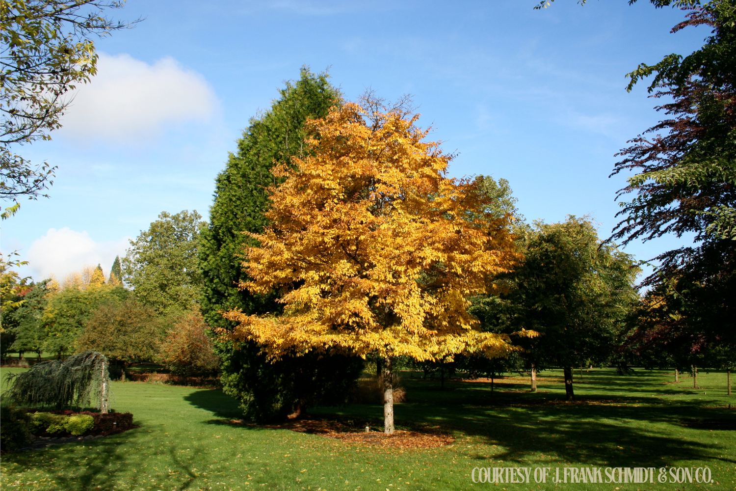 Elm Accolade Ulmus davidiana Morton (20 gallon) $229.99