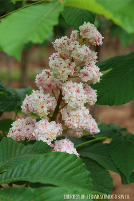 Horsechestnut Baumann Double (30 gallon) $299.99